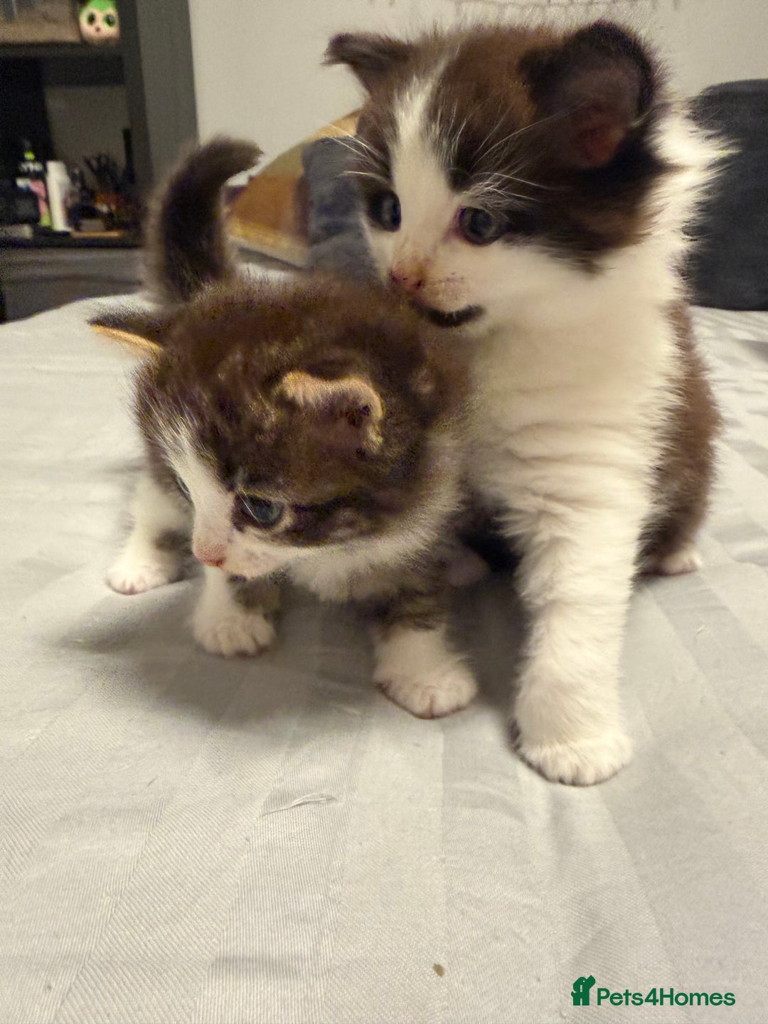 British Shorthair cats for sale: Adorable kittens  - Advert 9