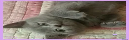 British Shorthair cats for sale: 3 beautiful blue BSH - Advert 4