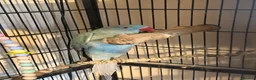 Ringnecks birds for sale: Beautiful Blue Female Indian Ringneck – 1 Year Old - Advert 2