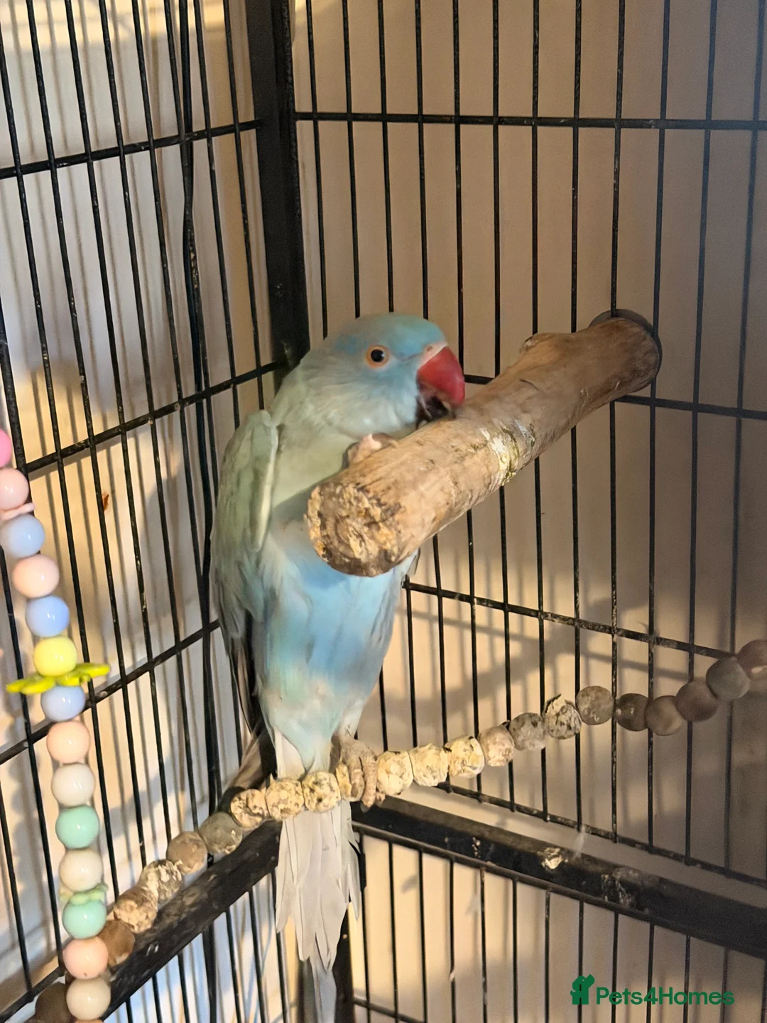 Ringnecks birds for sale: Beautiful Blue Female Indian Ringneck – 1 Year Old - Advert 2
