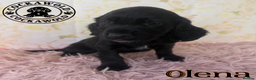 Cocker Spaniel dogs for sale: 🖤 Black Male Cocker Spaniels 🖤 Ready Now 🖤  - Advert 21