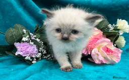 Siberian cats for sale: 🩵🩵Stunning Siberian Neva Masquerade Babies🩵🩵 - Image 15