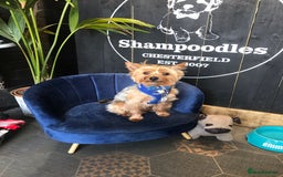 Yorkshire Terrier dogs for stud: Beautiful Minature Yorkie for STUD (PROVEN) in Chesterfield - Image 10