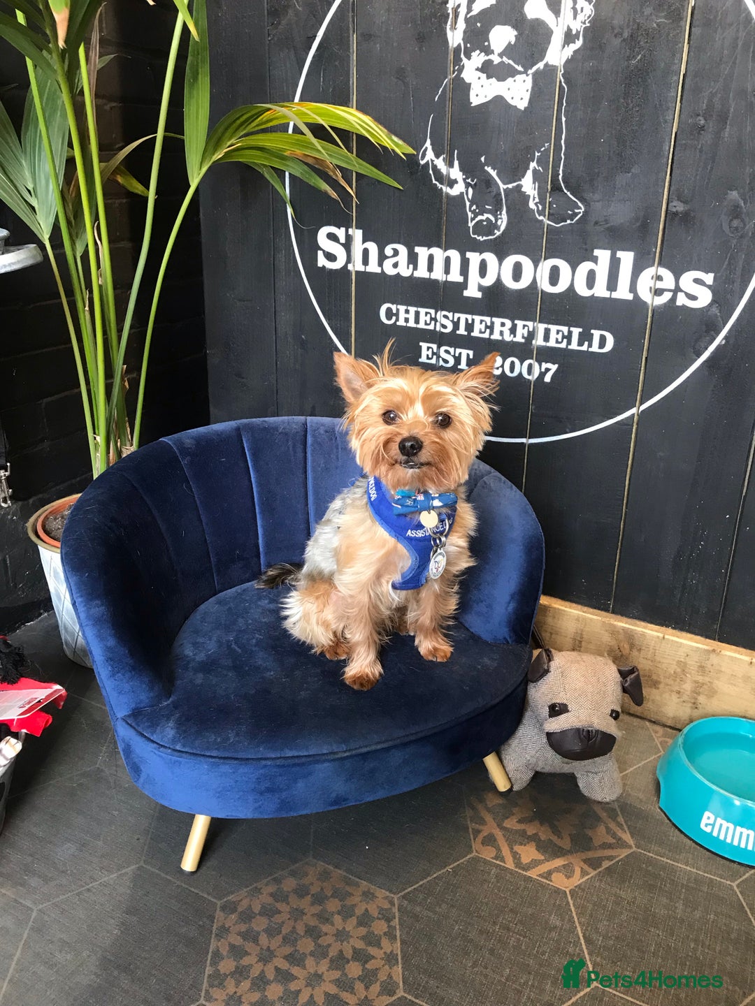 Yorkshire Terrier dogs for stud: Beautiful Minature Yorkie for STUD (PROVEN) in Chesterfield - Image 10