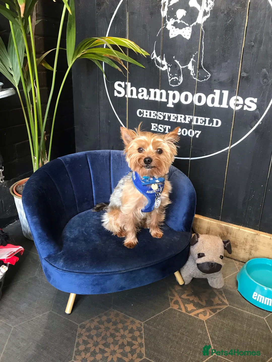 Yorkshire Terrier dogs for stud: Beautiful Minature Yorkie for STUD (PROVEN) in Chesterfield - Advert 10