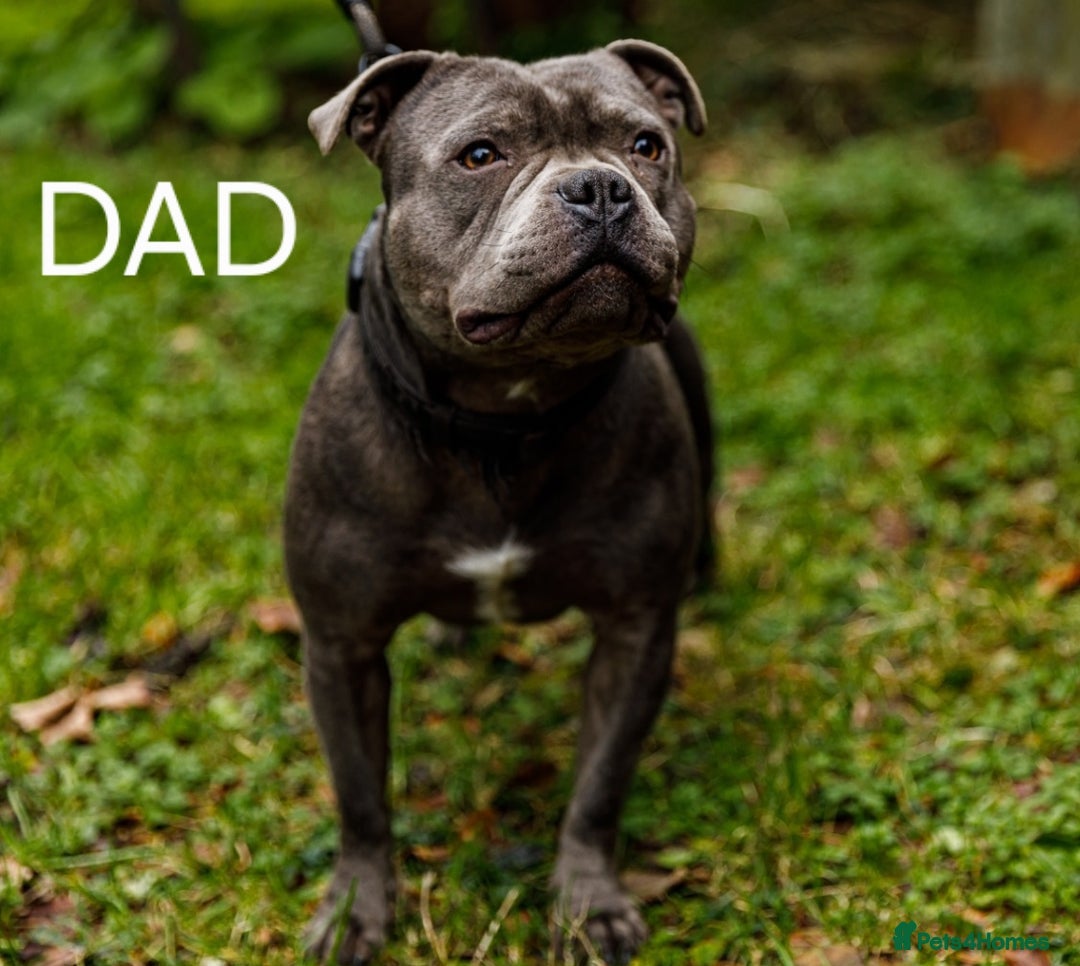 Staffordshire Bull Terrier dogs for sale: Exceptional Staffy Bull Terriers– Valglo Bloodline - Advert 13