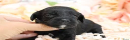 Cavapoo dogs for sale: *HEALTH TESTED*Cavapoo Puppies 5*LICENSED BREEDER* - Advert 17