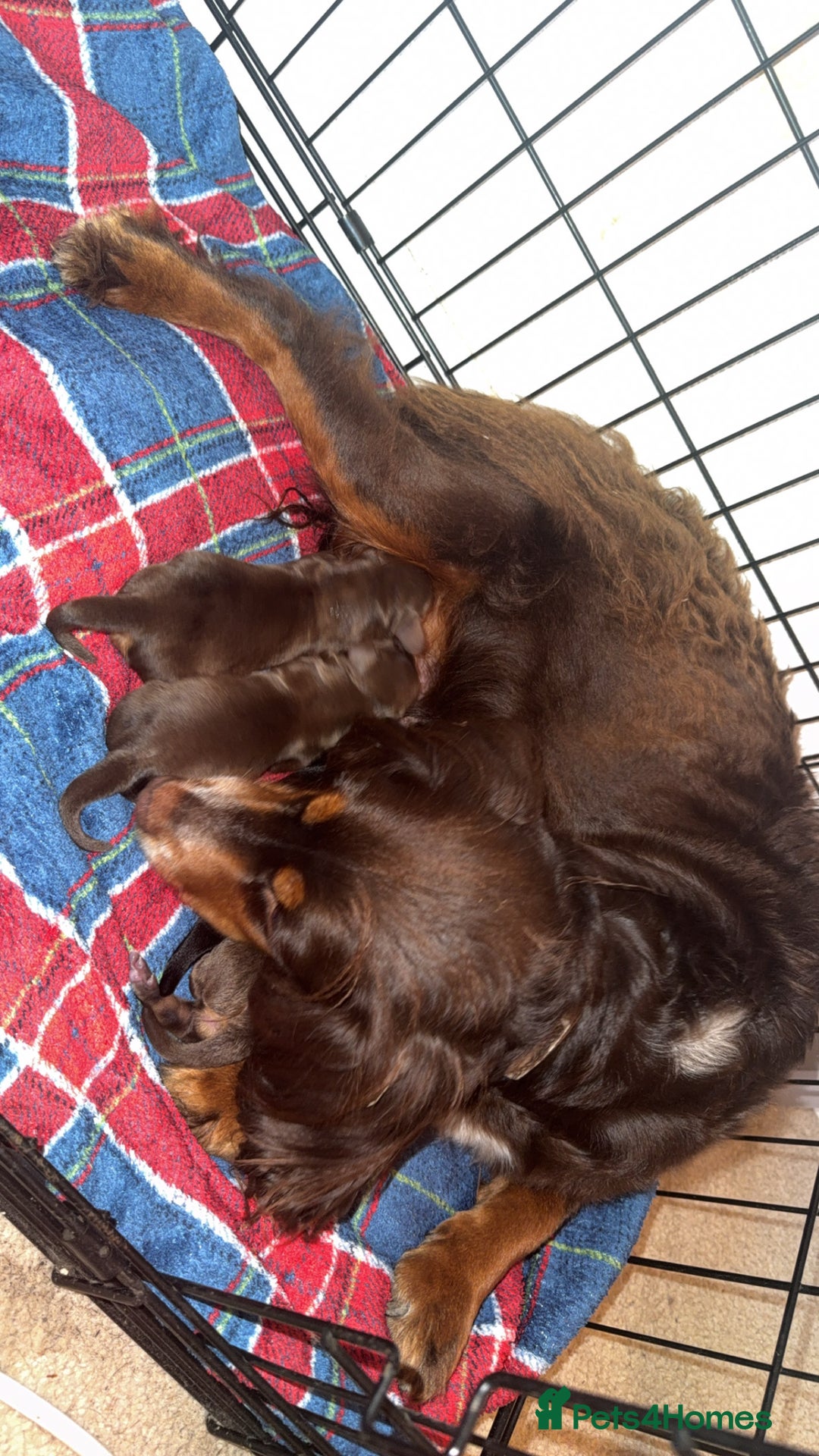 Mixed Breed dogs for sale:  🐾✨ Adorable Dachshund x Spaniel Puppies 🐾✨ - Image 4