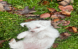 Mixed Breed dogs for sale: Maltese cross yorkshire cross shih tzu for sale - Advert 13