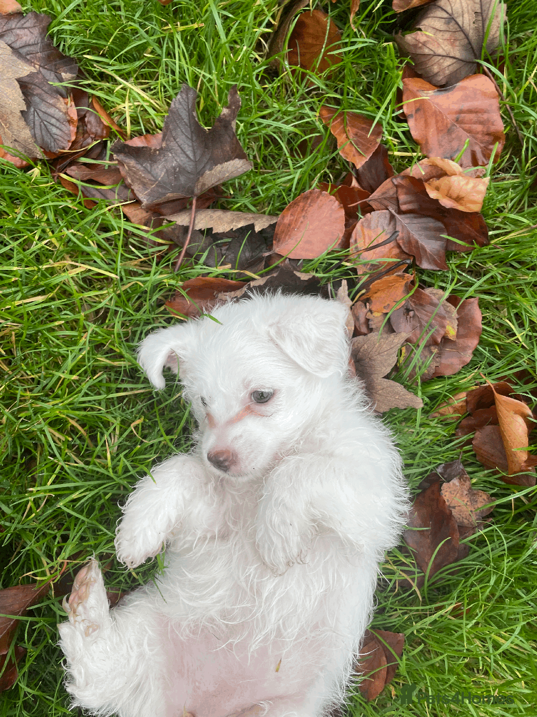 Mixed Breed dogs for sale: Maltese cross yorkshire cross shih tzu for sale - Advert 13