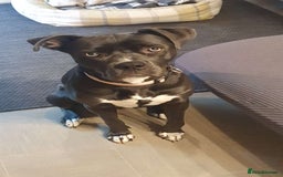 Mixed Breed dogs for sale: Rehoming of our Cane Corso/Staffie - Image 1