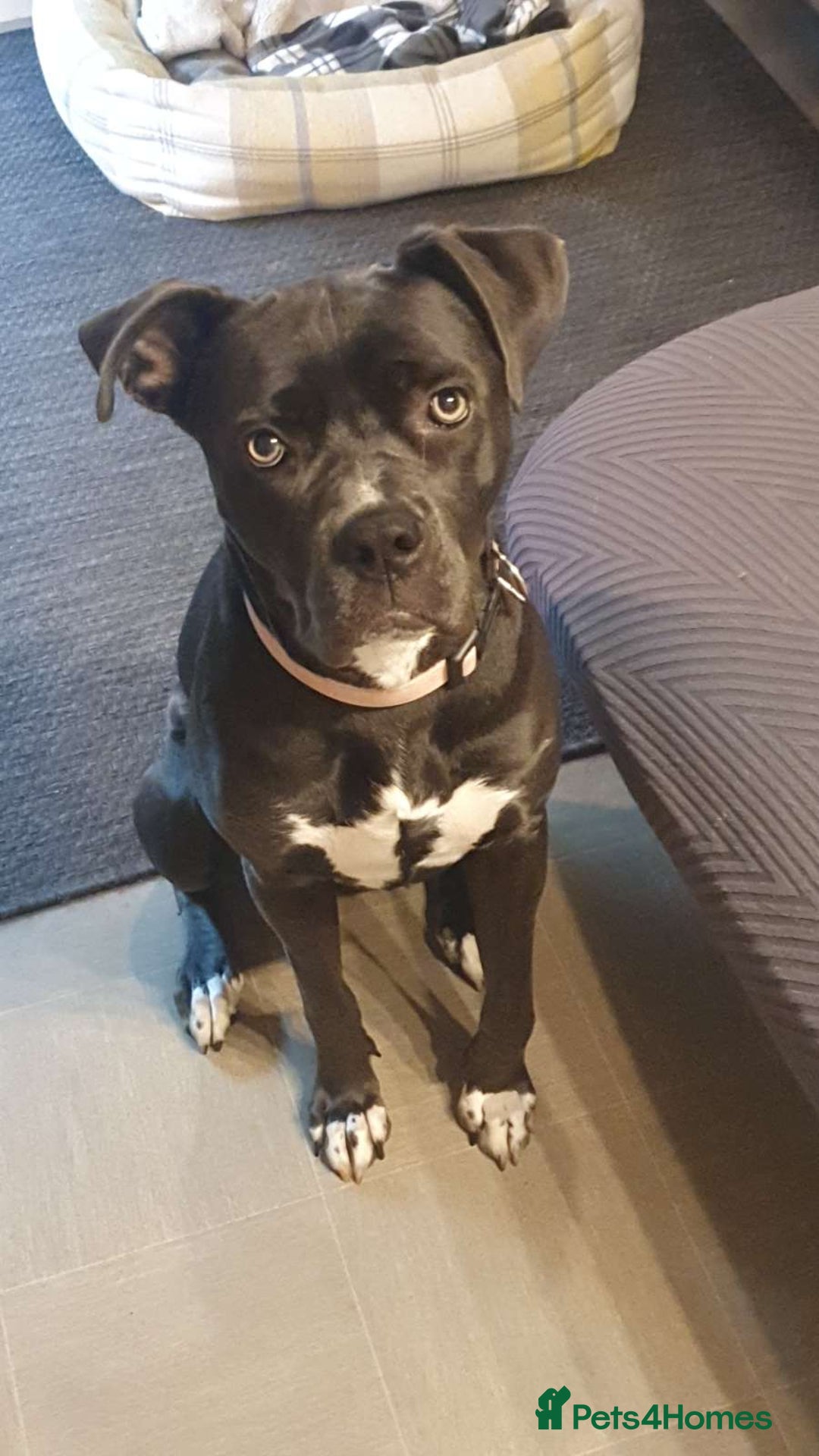 Mixed Breed dogs for sale: Rehoming of our Cane Corso/Staffie - Image 1