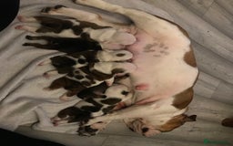 English Bulldog dogs for sale: British bulldog puppies - Image 6