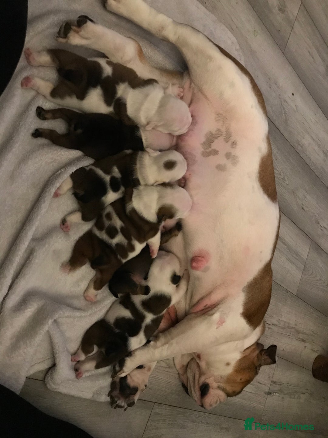 English Bulldog dogs for sale: British bulldog puppies - Image 6