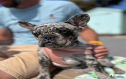French Bulldog dogs for sale: Beautiful Mabel looking for a forever home  - Image 3