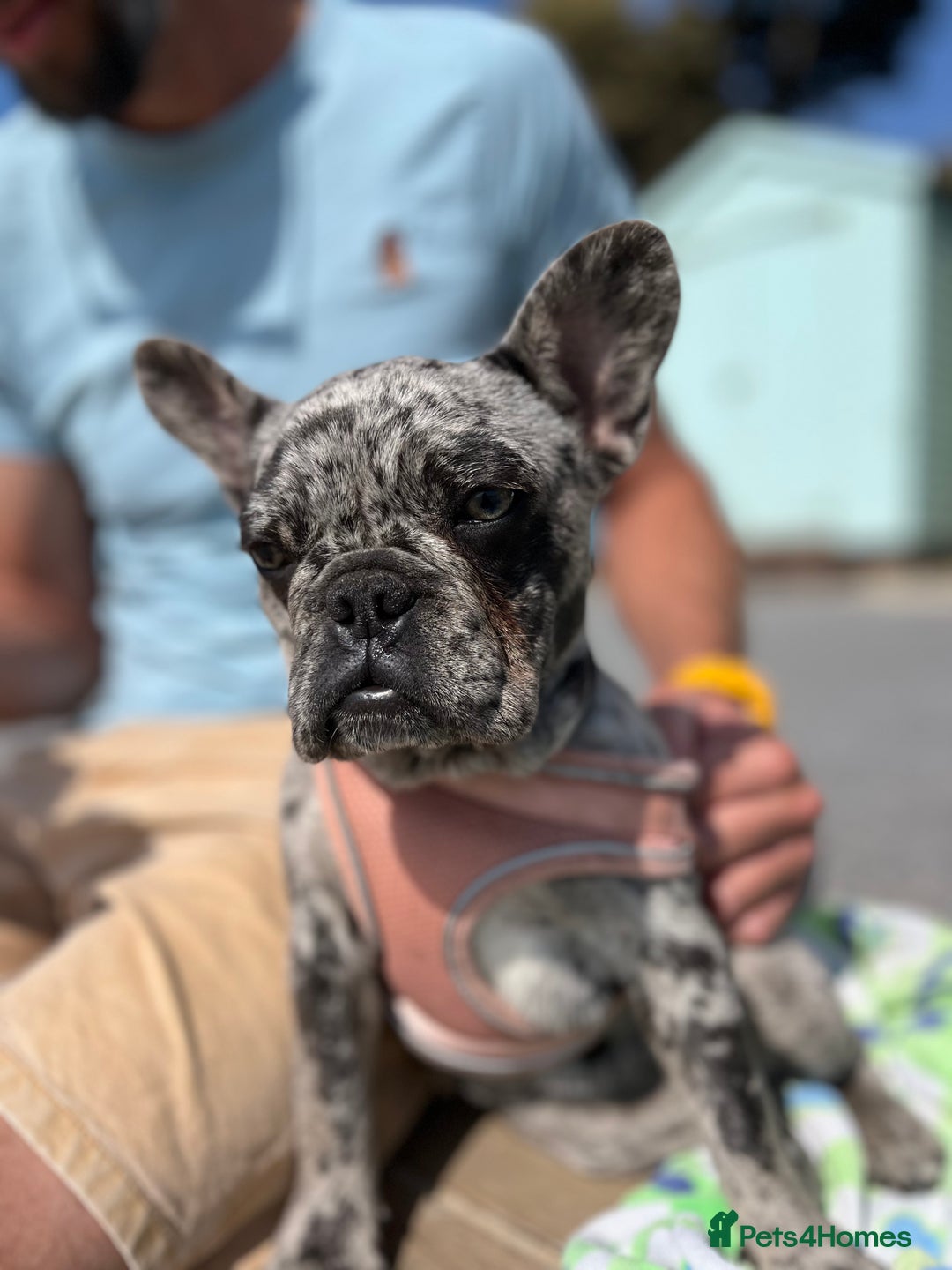French Bulldog dogs for sale: Beautiful Mabel looking for a forever home  - Image 3