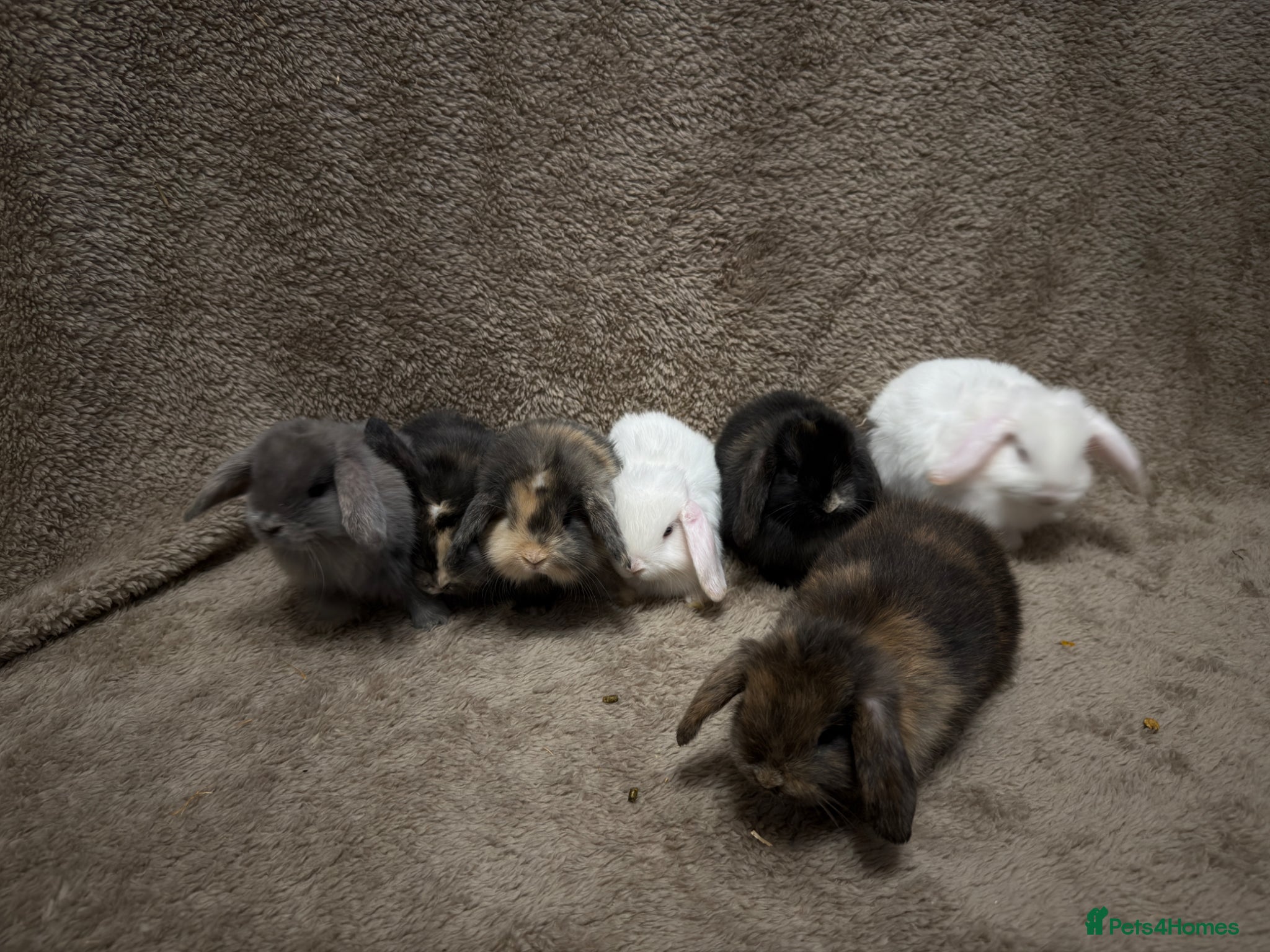 Mini Lop rabbits Pure bred mini lops  - Advert 11