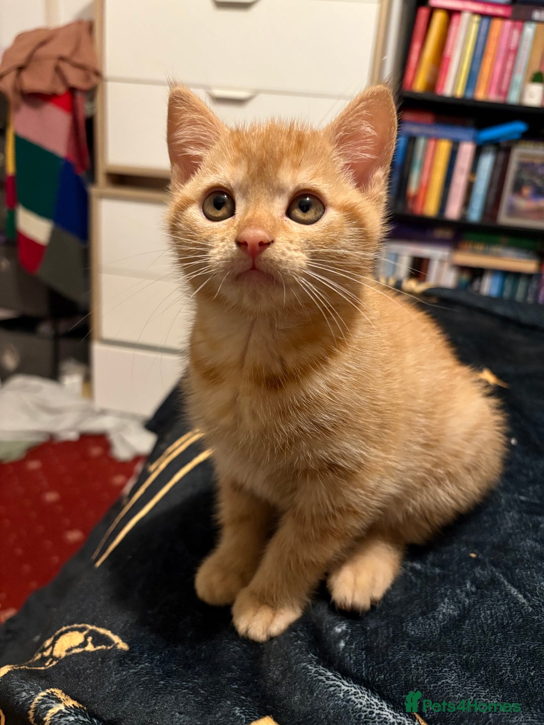 Mixed Breed cats for sale: Male Kittens  - Advert 2