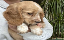 Cocker Spaniel dogs for sale: Beautiful Red Cocker Spaniel Puppies - Image 4