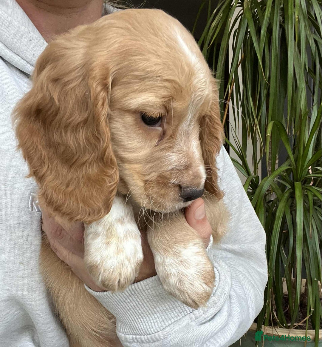 Cocker Spaniel dogs for sale: Beautiful Red Cocker Spaniel Puppies - Image 4