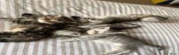 British Shorthair cats for sale: British short hair kittens  - Advert 15
