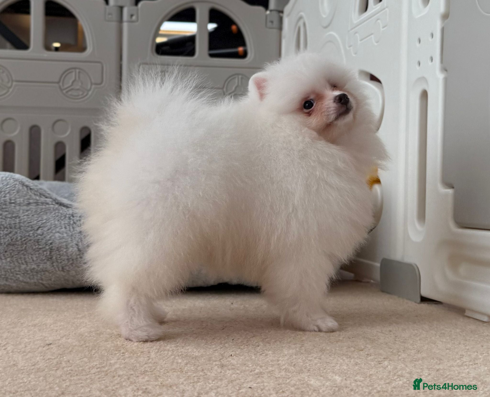 Pomeranian dogs Tiny White snow Pomeranian Puppies  - Advert 2