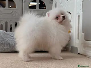 Pomeranian dogs Tiny White snow Pomeranian Puppies - Advert 2