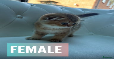 Scottish Fold cats - Advert 1