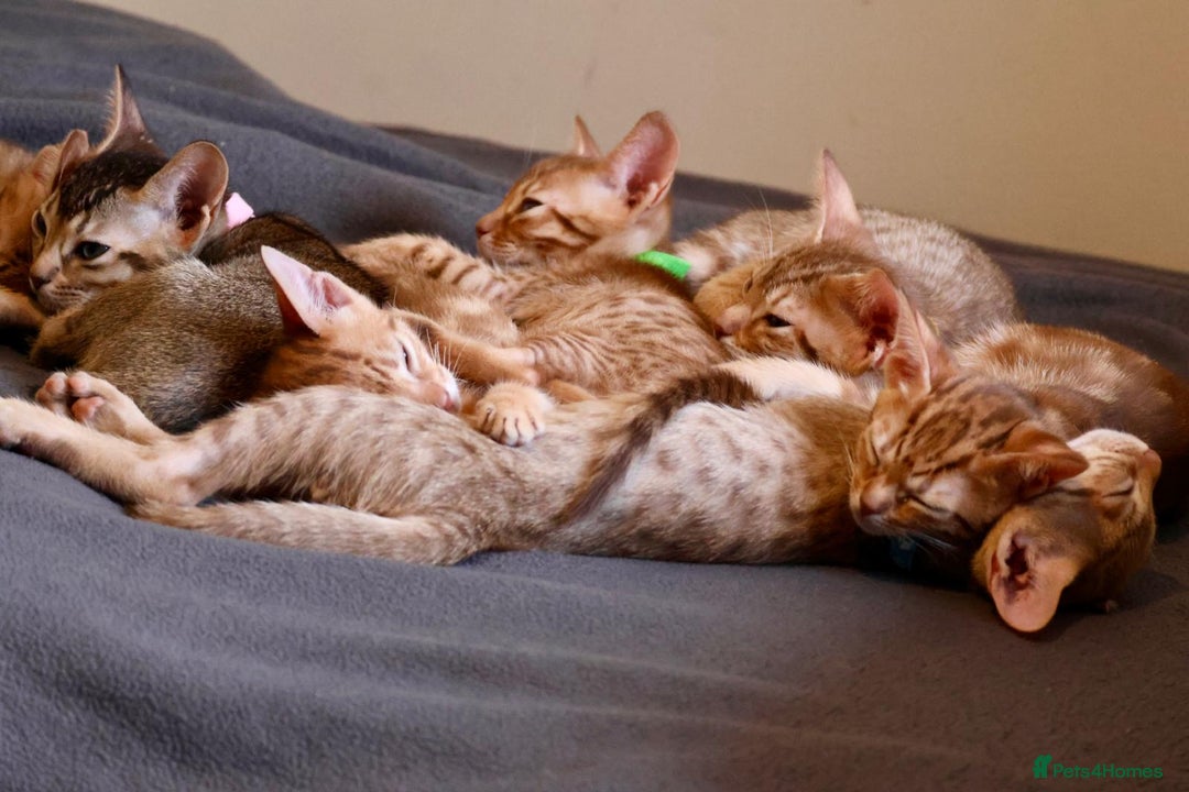 Ocicat cats for sale: Stunning Ocicat Kittens in Aberdeenshire - Advert 2