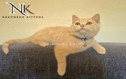 British Shorthair cats for sale: ❗️❗️2 LEFT❗️❗️CHUNKY ADORABLE FLUFF BALLS in Ilkeston - Image 1