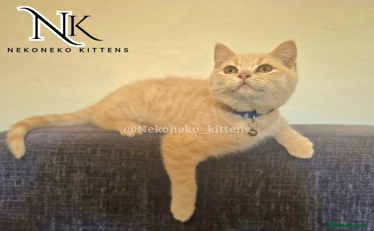 British Shorthair cats in Ilkeston - Advert 15