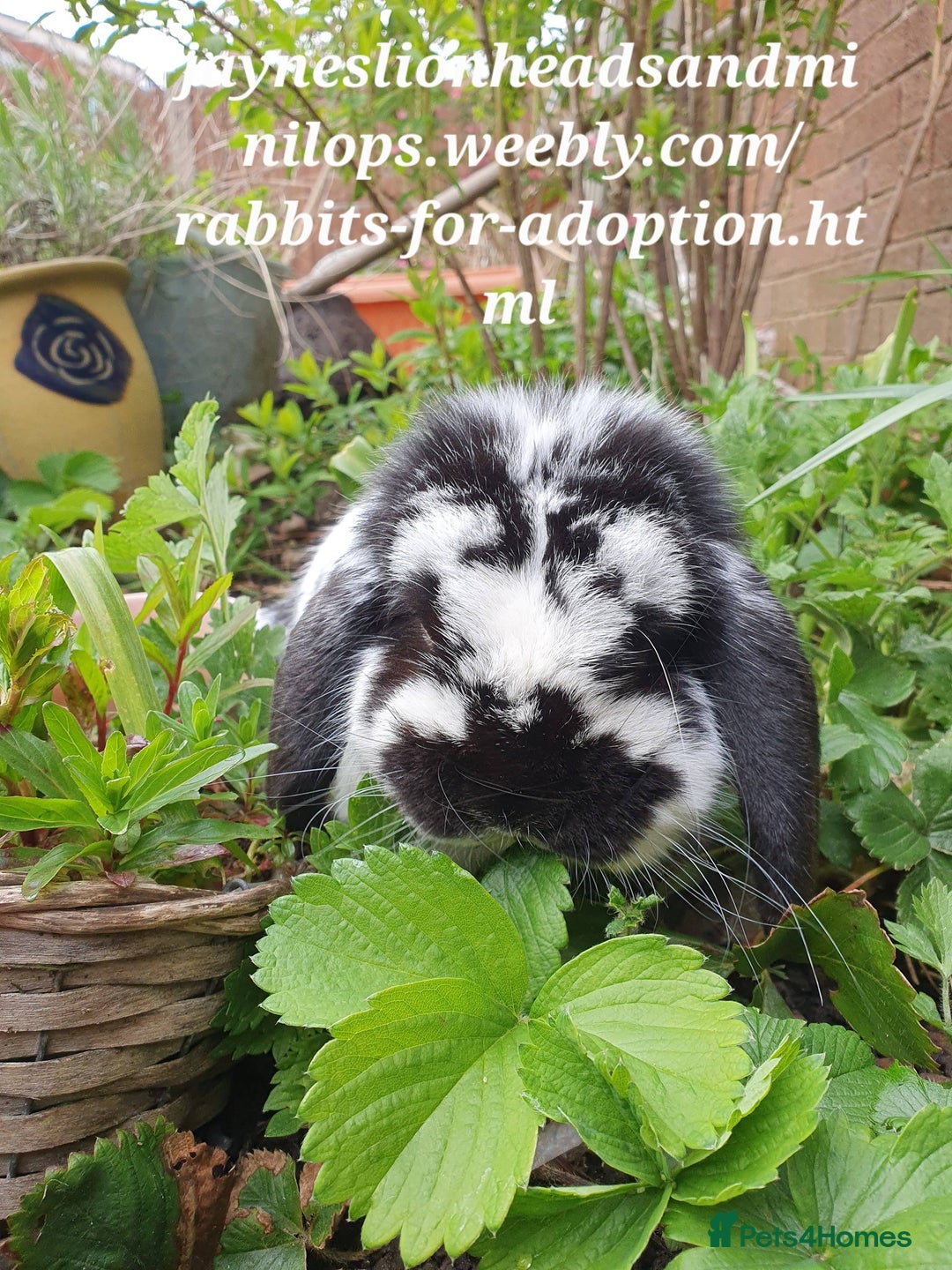 Mini Lop rabbits for sale: Spayed and neutered rabbits for adoption Vac rhd2 - Advert 3