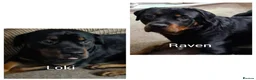 Rottweiler dogs for sale: 11 rottweiler puppies looking for forever homes - Advert 2