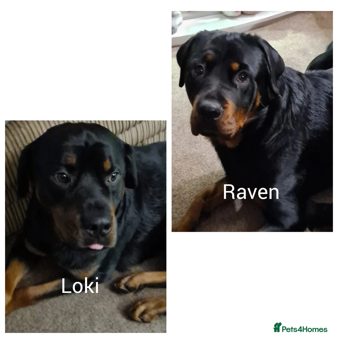 Rottweiler dogs for sale: 11 rottweiler puppies looking for forever homes - Advert 2