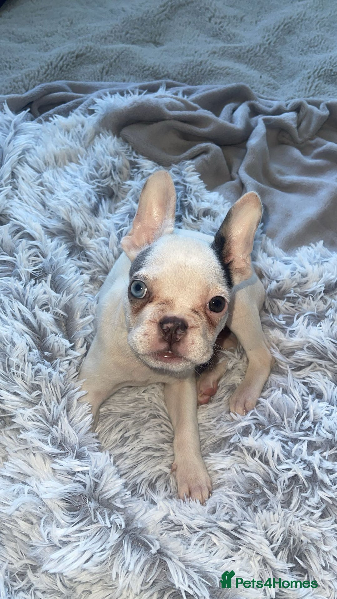 French Bulldog dogs for sale: Female French Bulldog Puppy - Advert 2