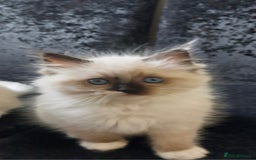 Ragdoll cats for sale: Beautiful and adorable rag dolls. 🐱🐱🐱🐱 - Image 5