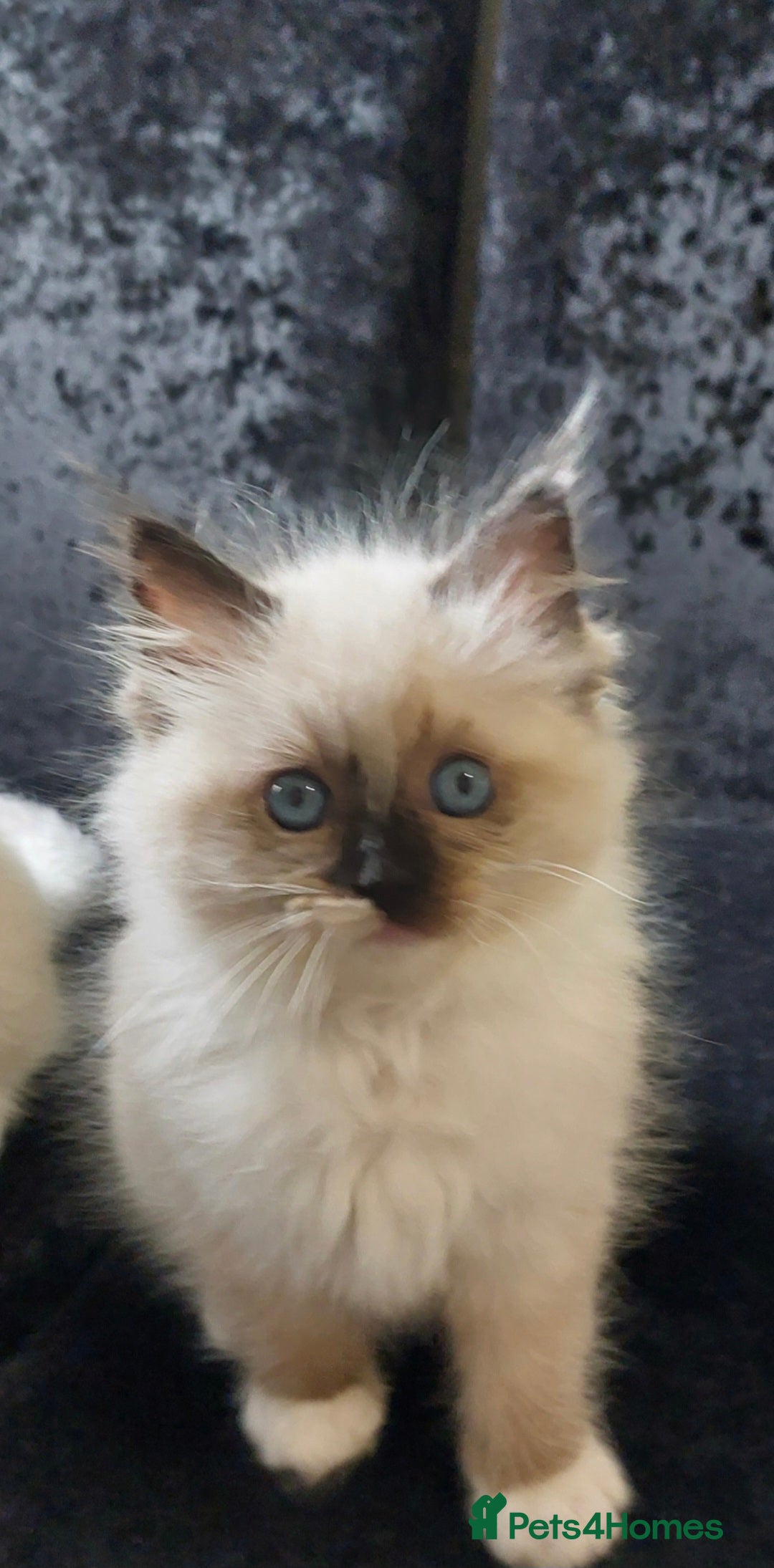 Ragdoll cats for sale: Beautiful and adorable rag dolls. 🐱🐱🐱🐱 - Image 5