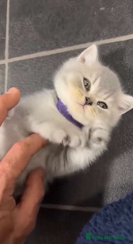 British Shorthair cats GCCF Imperial Grand Champion Parent & Grandparent - Advert 4
