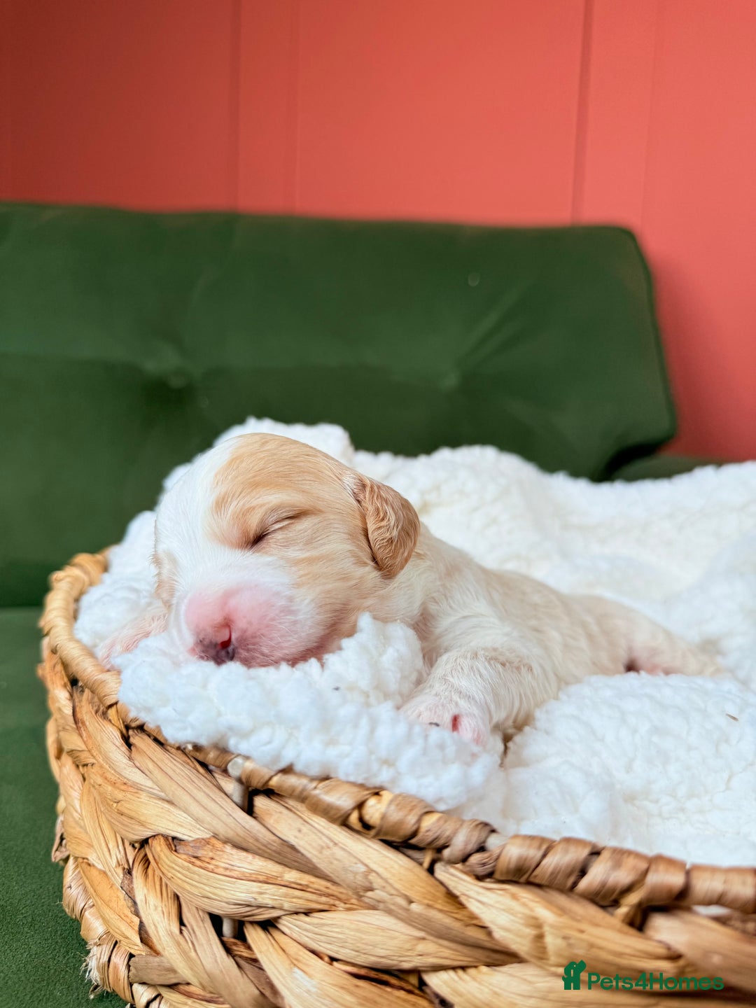 Australian Labradoodle dogs for sale: Multigen Australian Labradoodle Puppies Available! - Advert 7