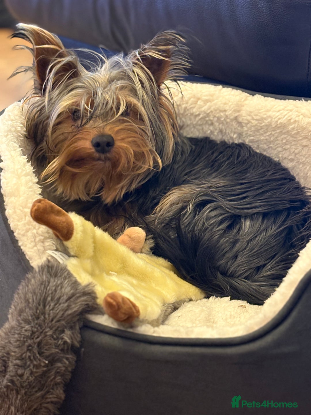 Yorkshire Terrier dogs for stud: For STUD - Advert 3