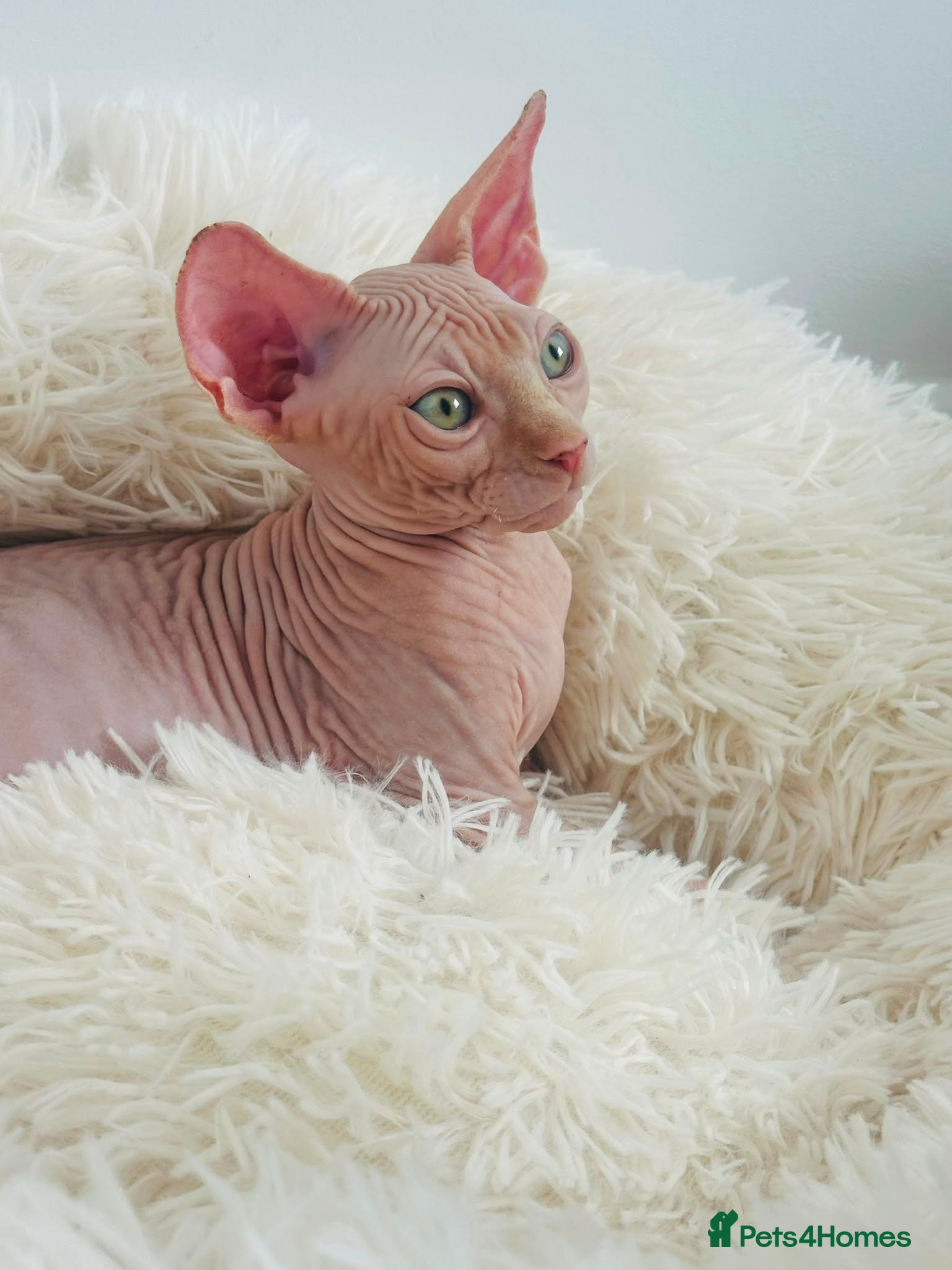 Sphynx cats Last 2 Beautiful Sphynx Boys Available 💙💚 - Advert 1