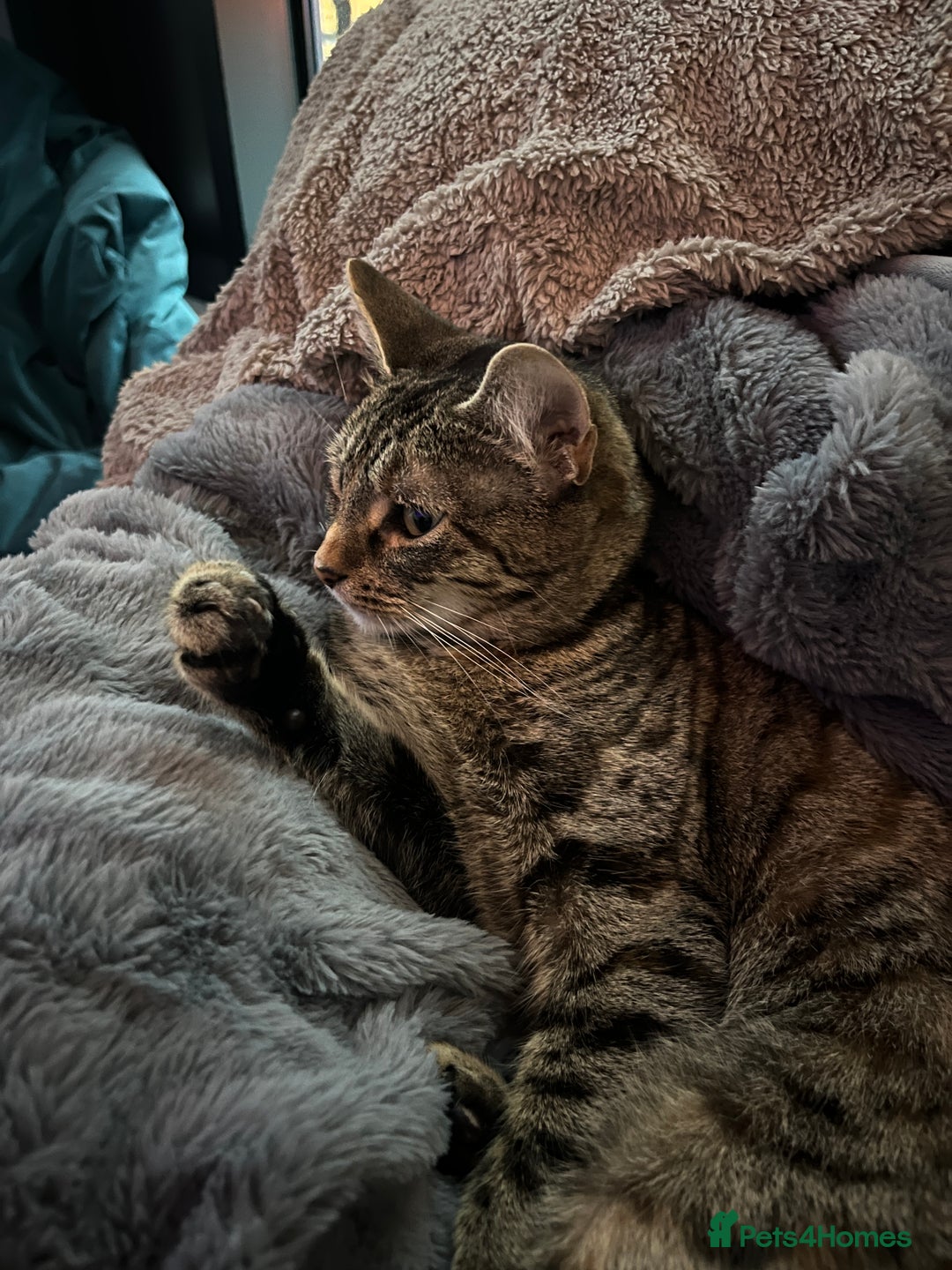 Mixed Breed cats for sale: 6 month old tabby  - Advert 4