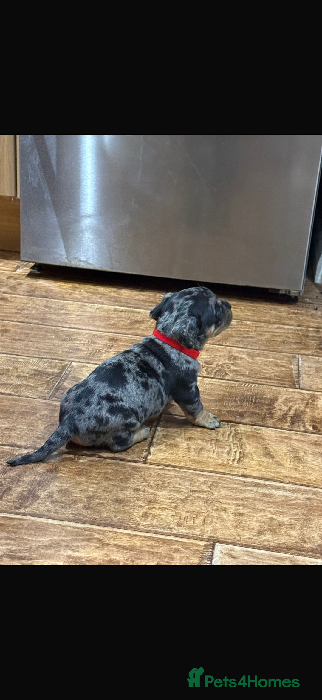 Mixed Breed dogs for sale: 🐾 Beautiful French Bull Weiners 🐾  - Advert 20