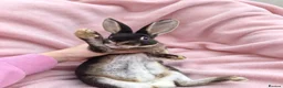 Rex rabbits for sale: Pair of mini rex babies - Advert 5