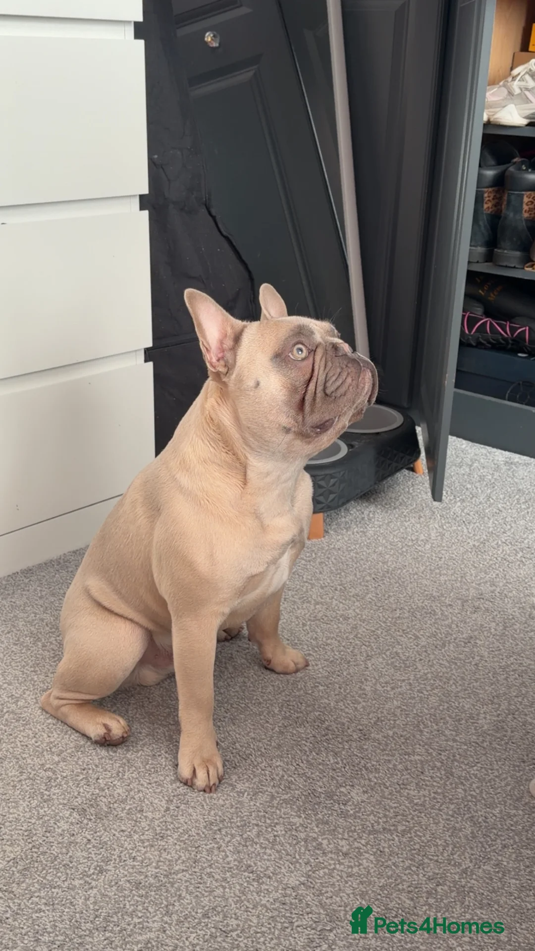 French Bulldog dogs for stud: French Bulldog Stud - Advert 1