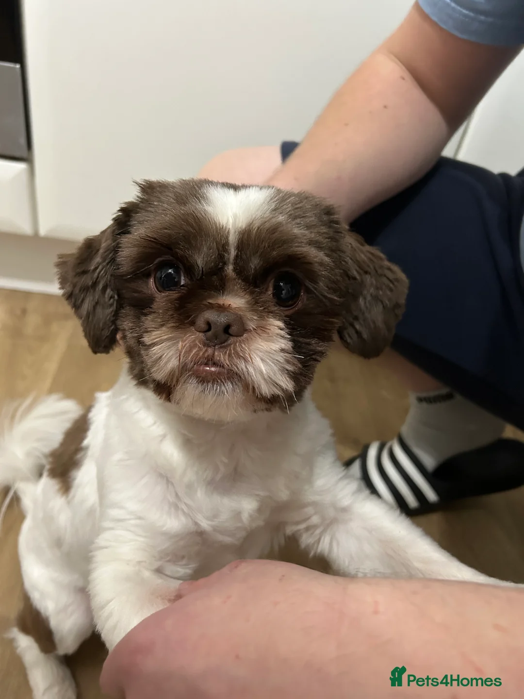 Shih Tzu dogs for sale: Coco  - Advert 3