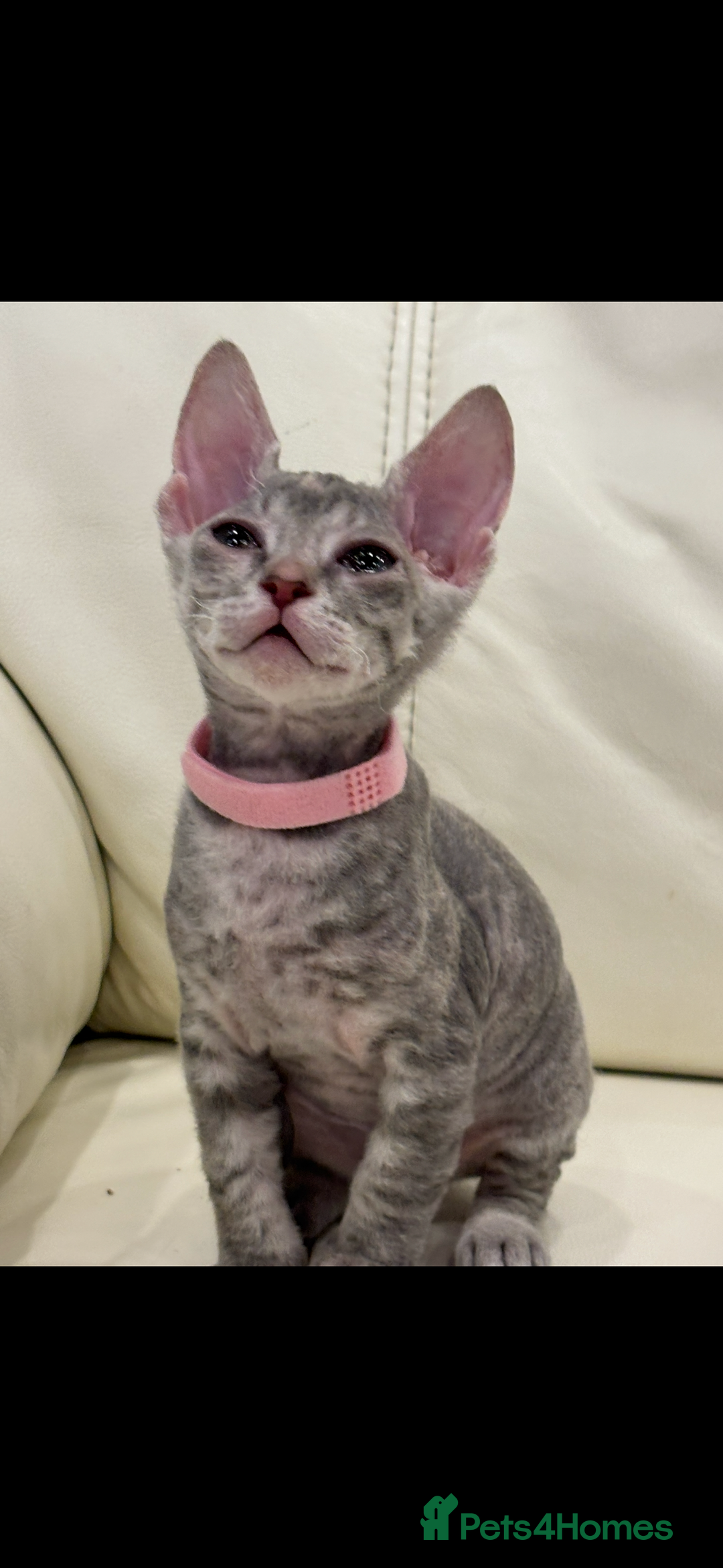 Sphynx cats for sale: Donskoy - Advert 31