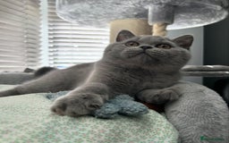 British Shorthair cats for sale: ⚡️🔥British 🔥shorthair kittens 😸  - Image 4