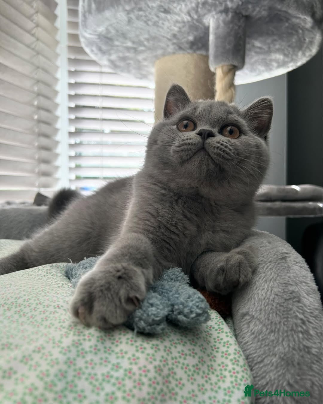 British Shorthair cats for sale: ⚡️🔥British 🔥shorthair kittens 😸  - Image 4