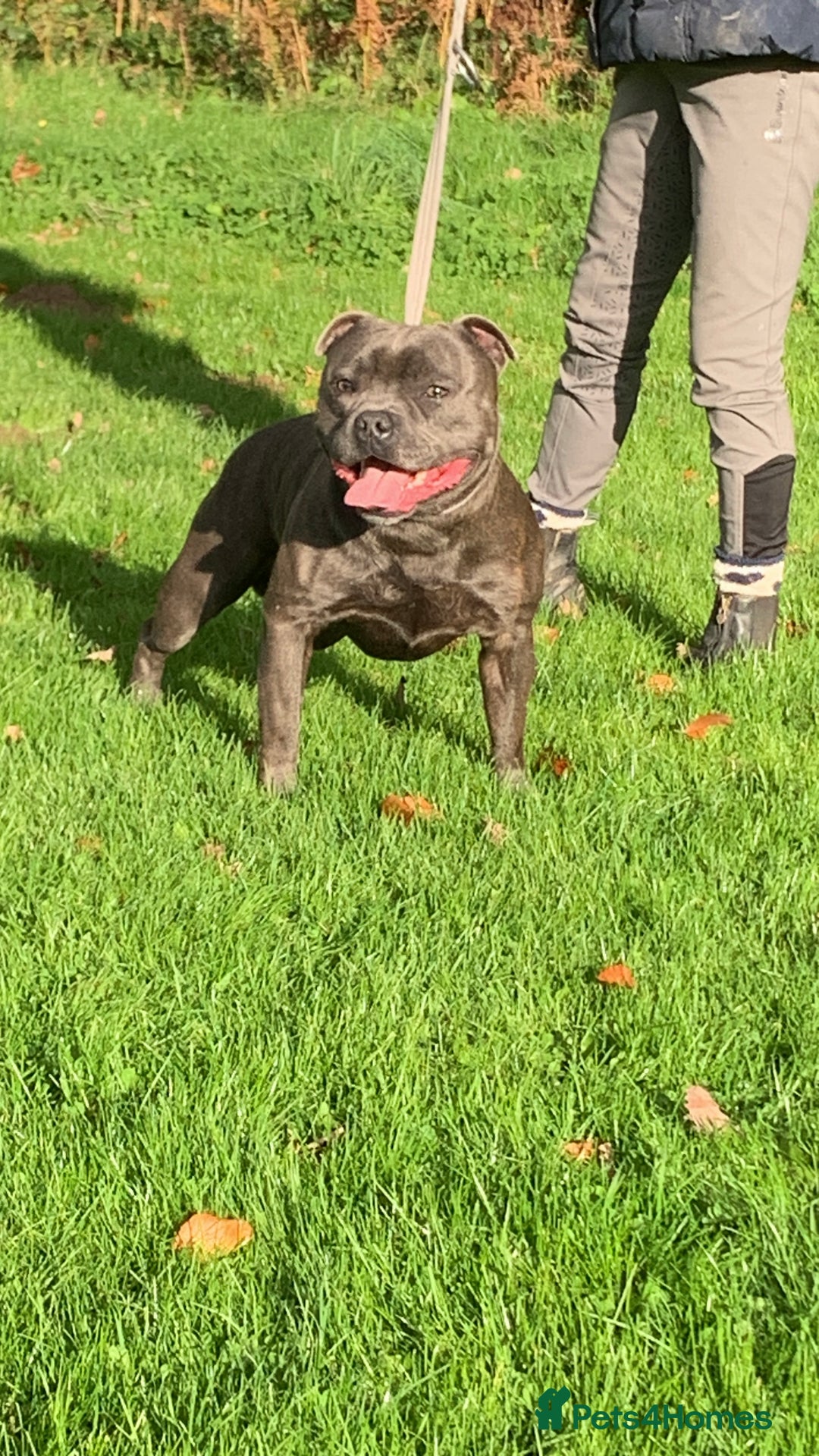 Staffordshire Bull Terrier dogs for stud: BEAUTBULLS BLUE KC REGISTERED STUD - Advert 2